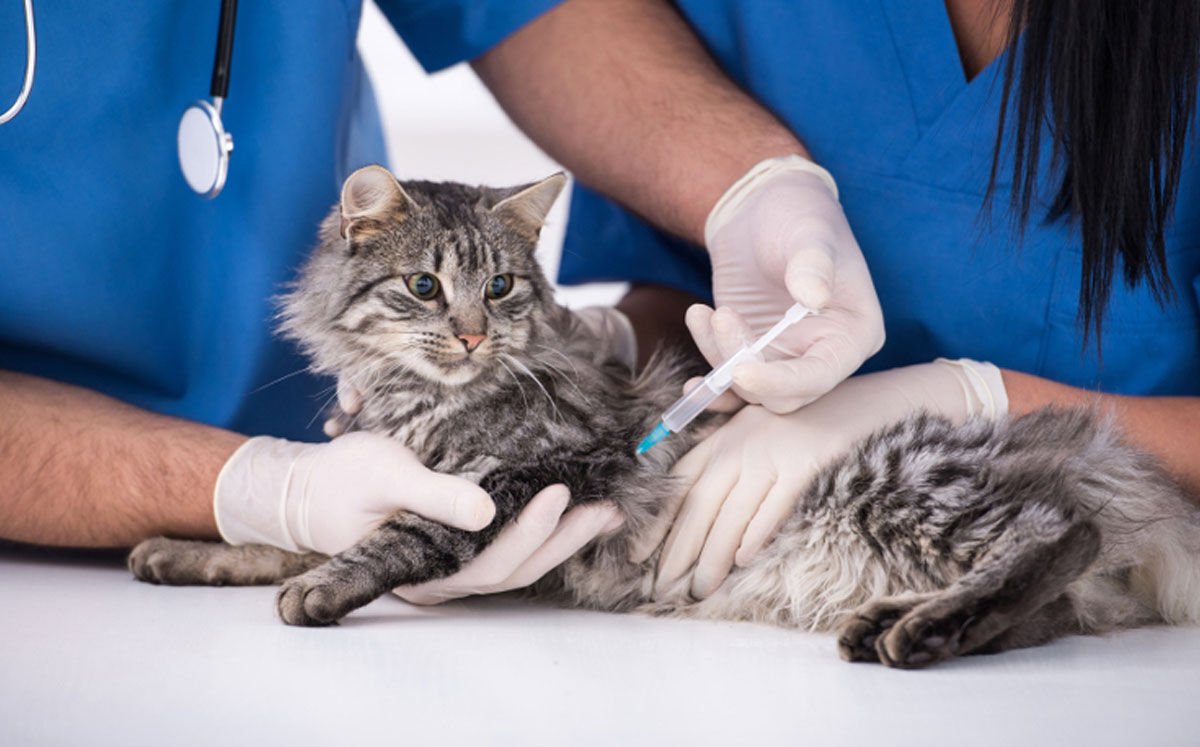 CLOTEID KEDİ VE KÖPEK TETANOZ AŞISI