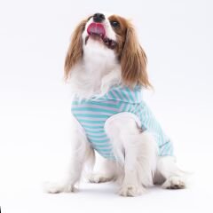 Pawstar Aqua Sunny Kapşonlu Tişört Small 23x24x37 cm