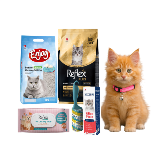 Maine Coon Yavru Kedi Bohçası