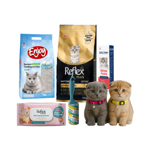 Scottish Fold Yavru Kedi Bohçası