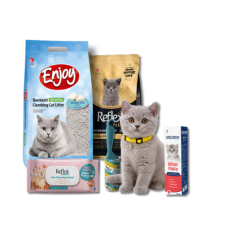 British Short Hair Yavru Kedi Bohçası