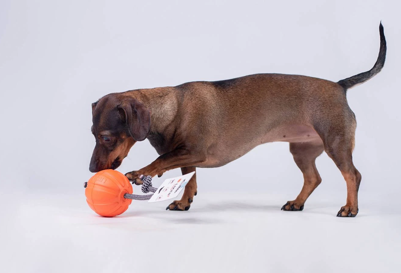 Collar Liker Cord 5 Küçük Irk ve Yavru Köpek Eğitim Oyuncağı 5 Cm